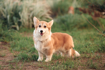 Naklejka na ściany i meble a red beige little corgi puppy wags its long tail standing on the green grass