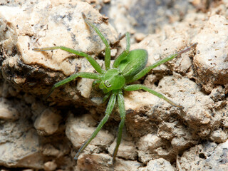 Green Huntsman Spider. Micrommata ligurina