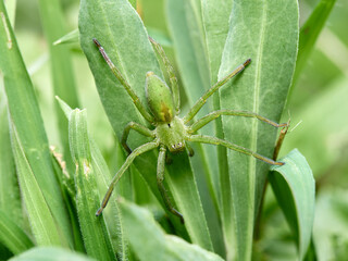 Green Huntsman Spider. Micrommata ligurina