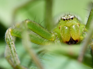 Green Huntsman Spider. Micrommata ligurina © Macronatura.es