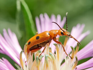 Orange beetle bugs. Leptopalpus rostratus