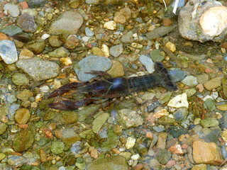 Red Swamp Crayfish. Procambarus clarkii