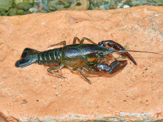 Red Swamp Crayfish. Procambarus clarkii