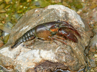 Red Swamp Crayfish. Procambarus clarkii
