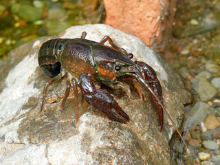Red Swamp Crayfish. Procambarus clarkii
