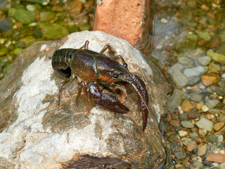 Red Swamp Crayfish. Procambarus clarkii