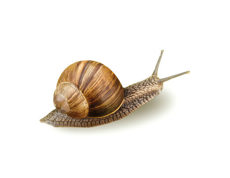 Garden snail isolated on white, stock photo
