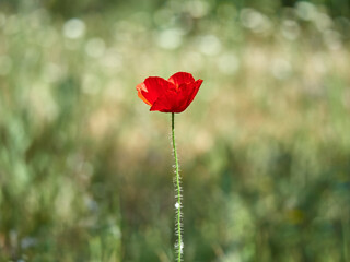Naklejka premium Corn Poppy plugs. Papaver rhoeas.