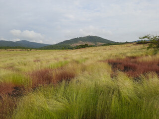 grass and sky, green grass meadow background, grass field, grass in the wind, grass in the mountains.