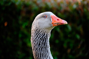 Domestic Greylag Goose. Anser anser var. domesticus