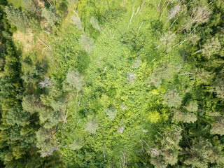 Green forest in summer. Aerial drone view.