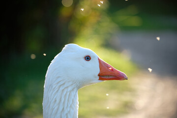 Domestic Greylag Goose. Anser anser var. domesticus