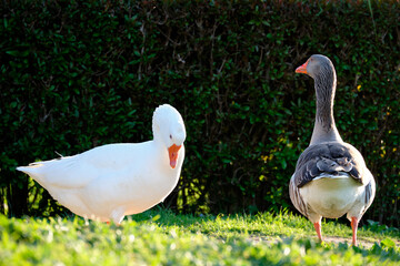 Domestic Greylag Goose. Anser anser var. domesticus
