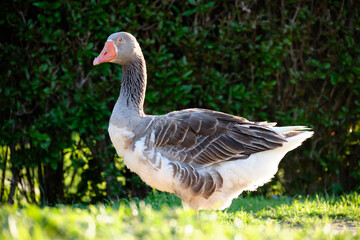 Domestic Greylag Goose. Anser anser var. domesticus
