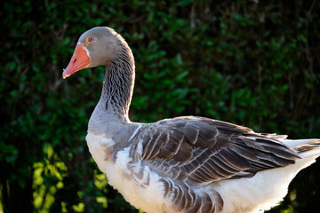 Domestic Greylag Goose. Anser anser var. domesticus