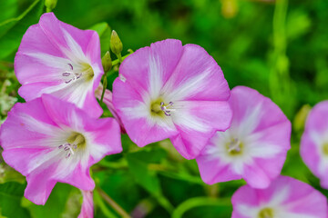 close up of a flower