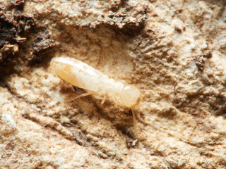 Termite. Reticulitermes lucifugus