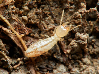 Termite. Reticulitermes lucifugus