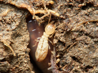 Termite. Reticulitermes lucifugus