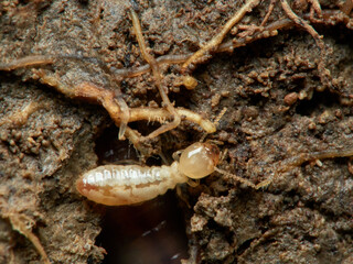 Termite. Reticulitermes lucifugus