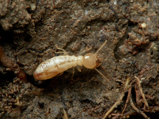 Termite. Reticulitermes lucifugus