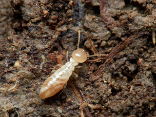 Termite. Reticulitermes lucifugus