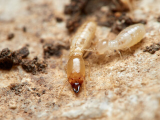 Termite. Reticulitermes lucifugus