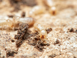 Termite. Reticulitermes lucifugus