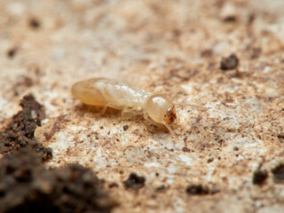 Termite. Reticulitermes lucifugus
