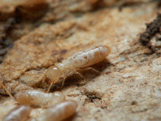 Termite. Reticulitermes lucifugus