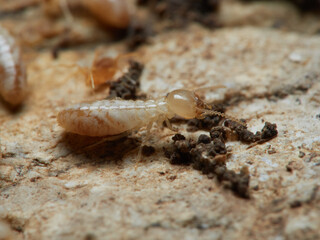 Termite. Reticulitermes lucifugus