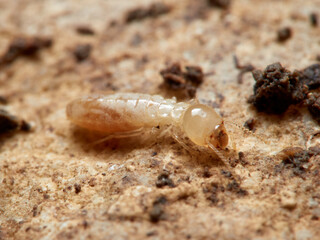 Termite. Reticulitermes lucifugus