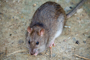 Brawn rat. Rattus norvegicus