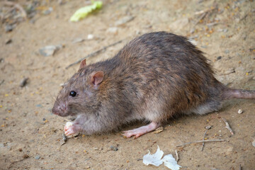 Brawn rat. Rattus norvegicus