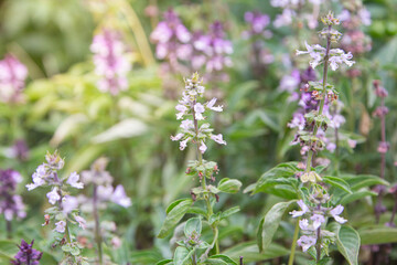 Hairy Basil Leaves and Flowers in the Garden