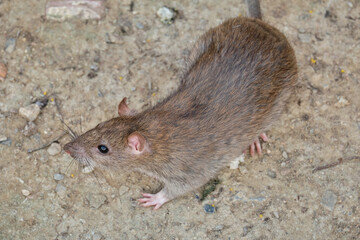 Brawn rat. Rattus norvegicus
