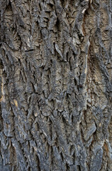 Szorstka powierzchnia kory pnia drzewa z bliska - obrazy, fototapety, plakaty