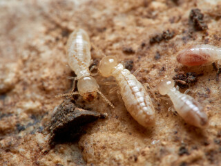 Termite. Reticulitermes lucifugus