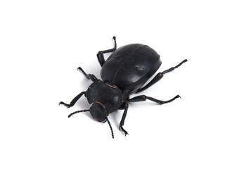 Black beetle. Morica planata.
