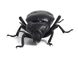 Black beetle. Morica planata.
