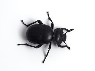 Black beetle. Morica planata.
