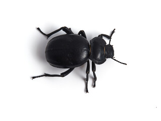 Black beetle. Morica planata.
