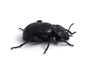 Black beetle. Morica planata.

