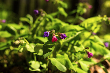 Purple blue pink flowers of lungwort Pulmonaria medicinal forest uncultivated plan early spring on green leaves dark blurred natural background. Close up. Selective soft focus. Shallow depth of field