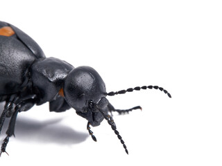 Red-striped Oil Beetle. Berberomeloe majalis