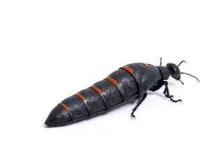 Red-striped Oil Beetle. Berberomeloe majalis