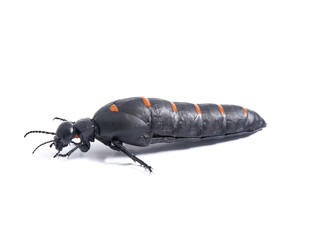 Red-striped Oil Beetle. Berberomeloe majalis