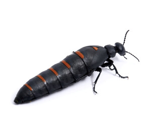 Red-striped Oil Beetle. Berberomeloe majalis