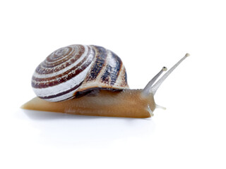 Land Milk Snail. Otala Lactea