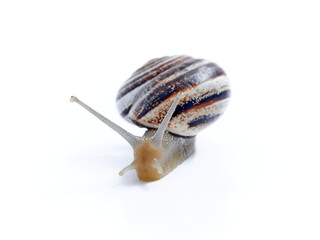 Land Milk Snail. Otala Lactea